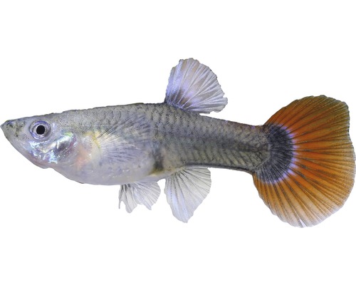 Vis Guppy Vrouw Kleurrijk - Poecilia reticulata W