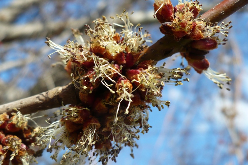 Jardin dans le sac - erable rouge - 20 graines - acer rubrum