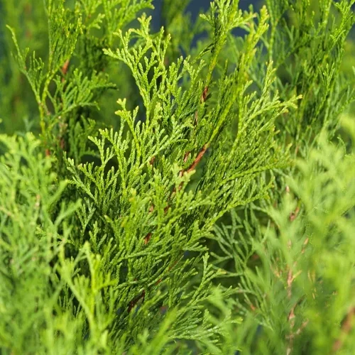 Thuja occidentalis GOLDEN SMARAGD ('Janed Gold') Tuja GOLDEN SMARAGD Høyde 25-30 cm