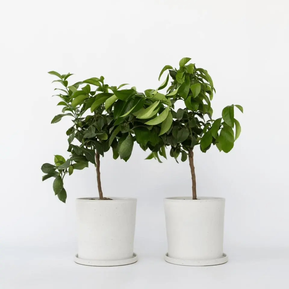Citroenboom - Set van 2 - Citrus limon - Hoogte 60-70cm - ⌀19cm