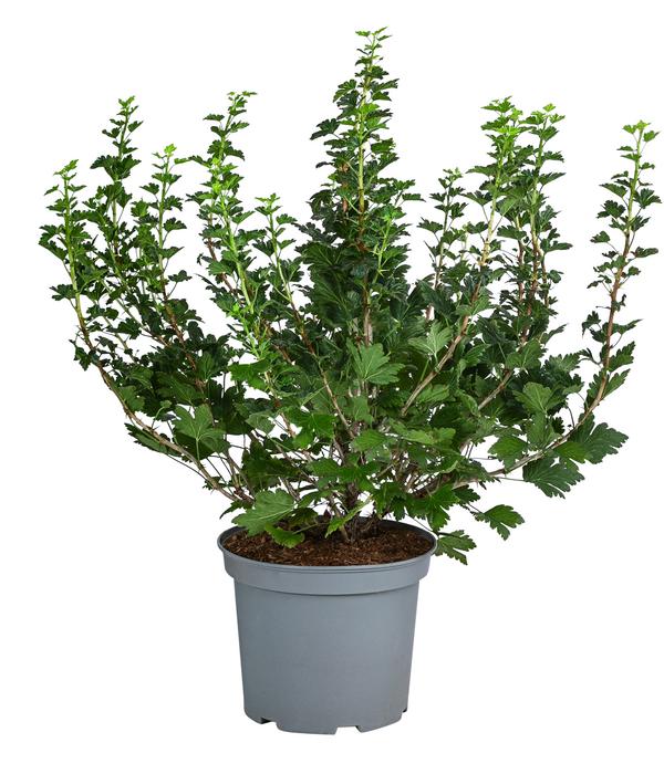 Stachelbeere 'Invicta', Busch