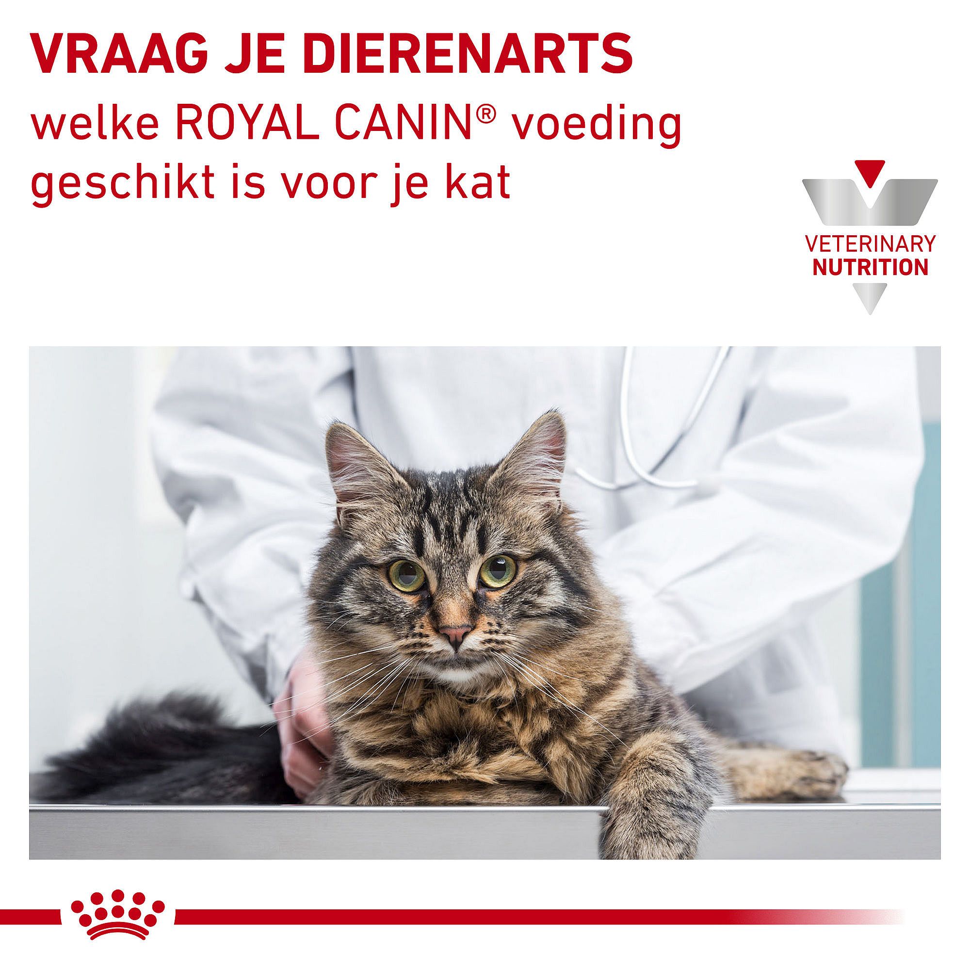 Royal Canin® Urinary S/O kattenvoer kopen | Dierapotheker.nl