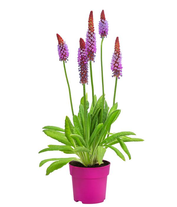 Orchideenprimel