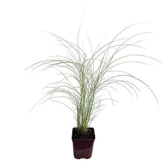 Miscanthus : pot 3 litres