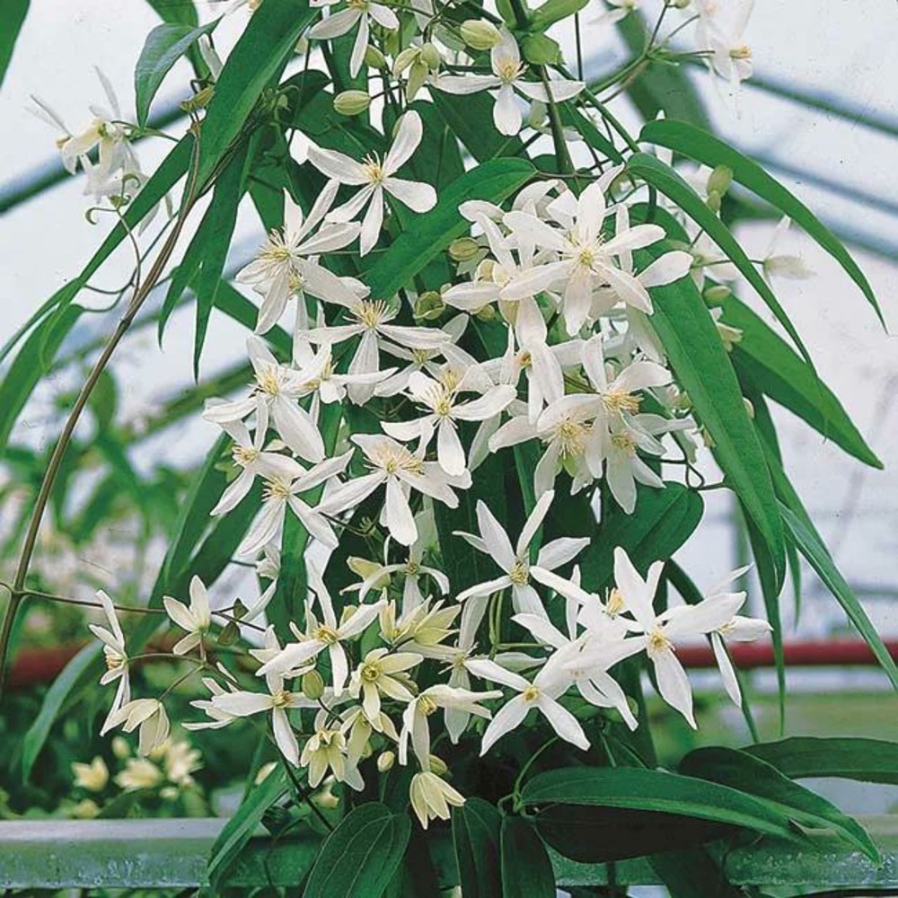 Clématite armandii 'snowdrift' - clematis 3l