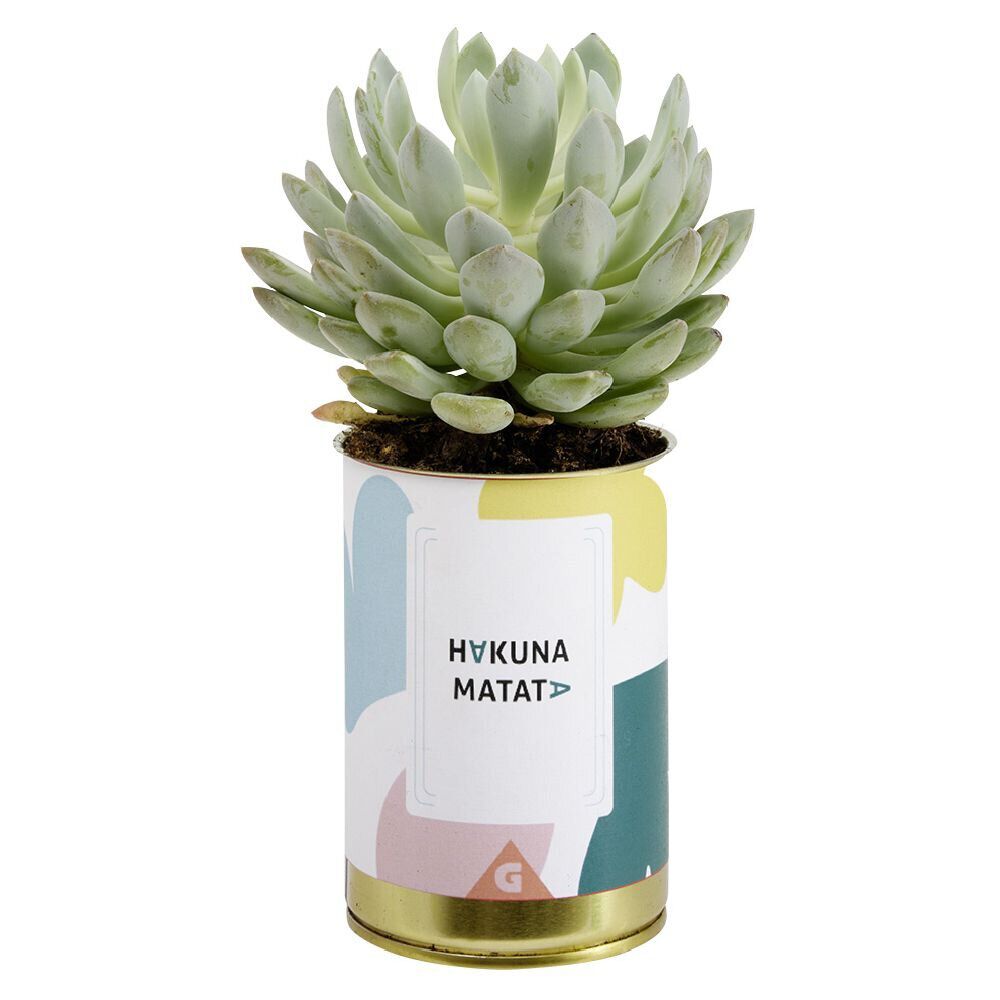 Succulente pot conserve avec message humoristique - 6 modèles