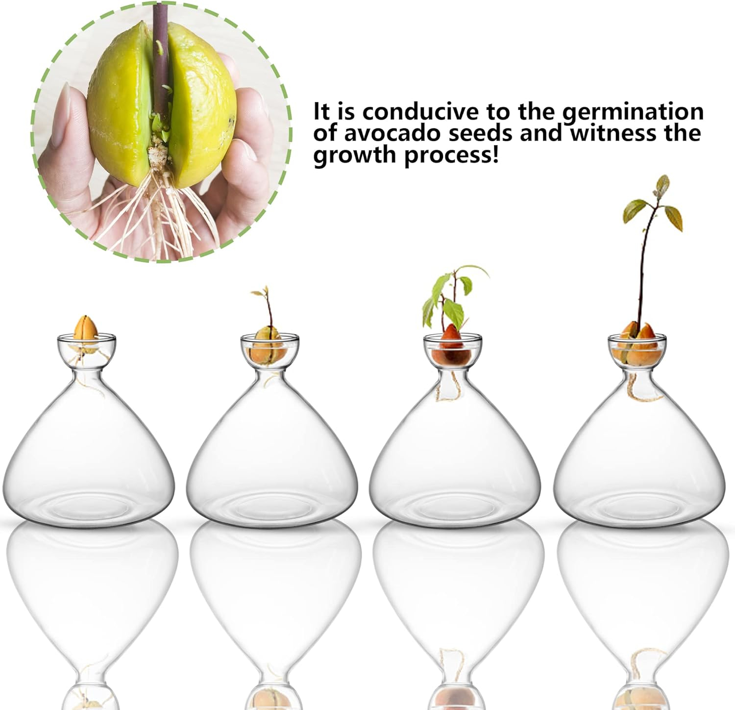 (Ø5x16cm) Glas Avocado Samen Starter Vase Home Deko Pflanzen Aufzucht Gefäss - Transparent