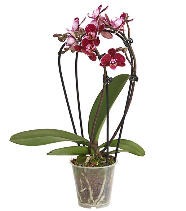 Midi Schmetterlingsorchidee - Phalaenopsis