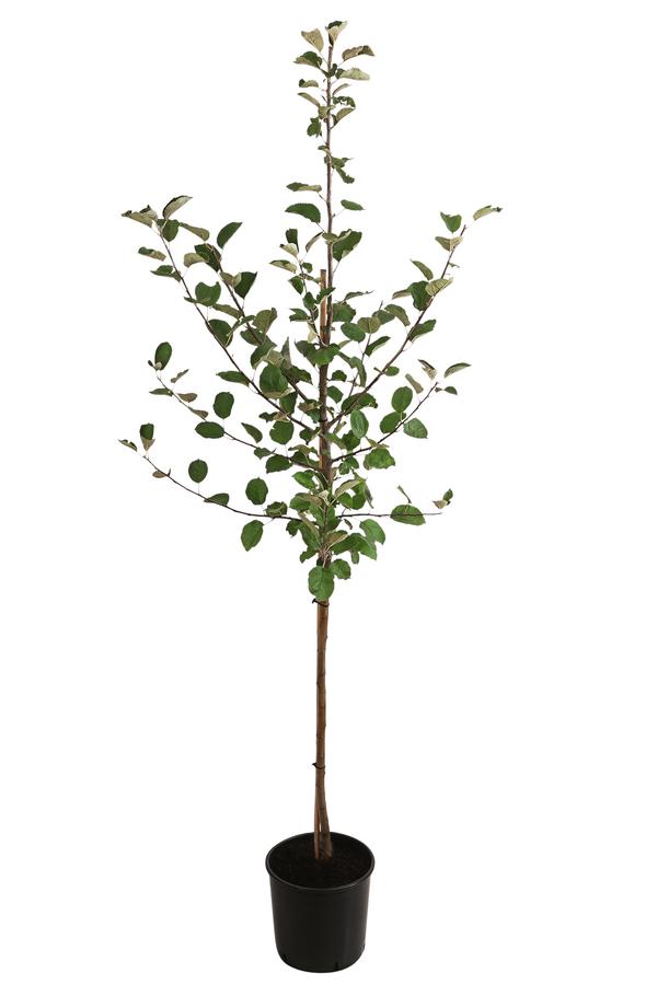 Winterapfel 'Roter Boskoop'