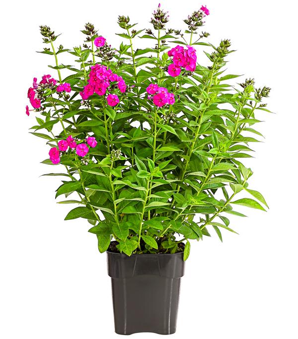 Stauden-Phlox, verschiedene Sorten