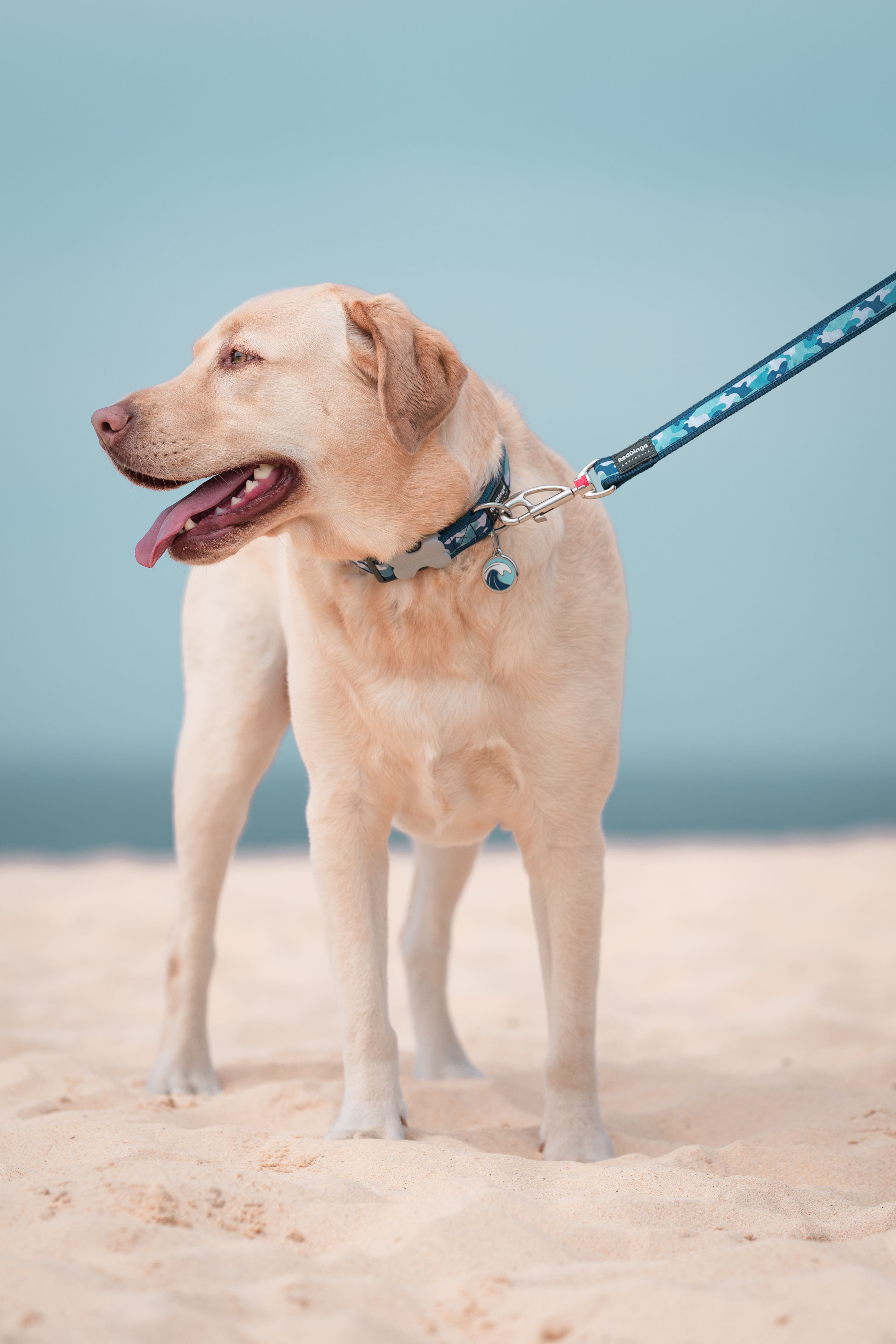 Placa de identificação para cães em aço inoxidável com esmalte ondulado azul claro.