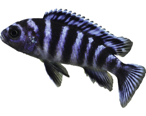 Demasoni mondbroedervis - Pseudotropheus demasoni