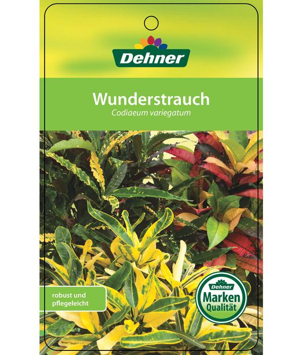 Wunderstrauch - Codiaeum variegatum,
