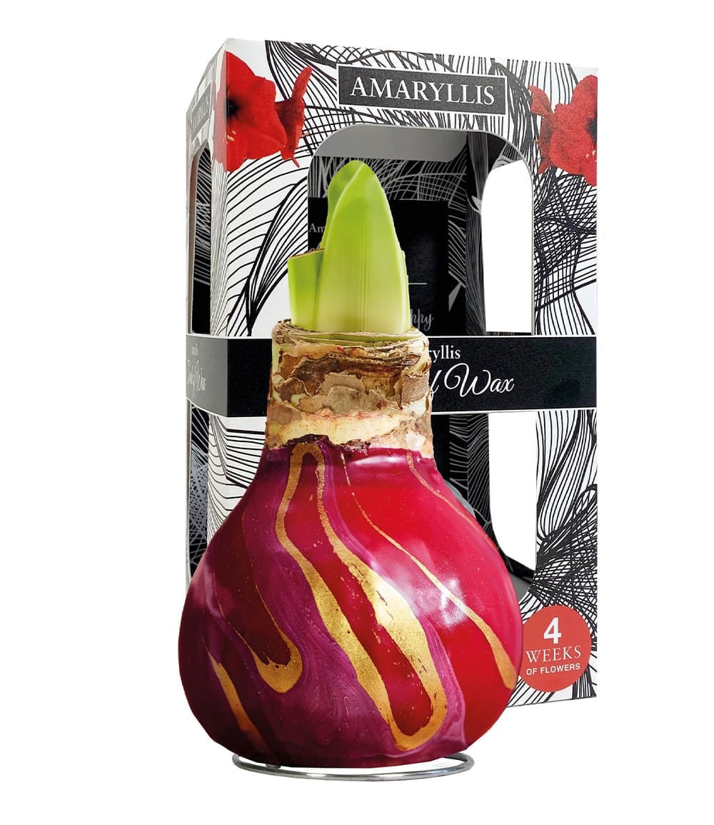 XL Wachs-Amaryllis 'Swirl' red, rote Blüte