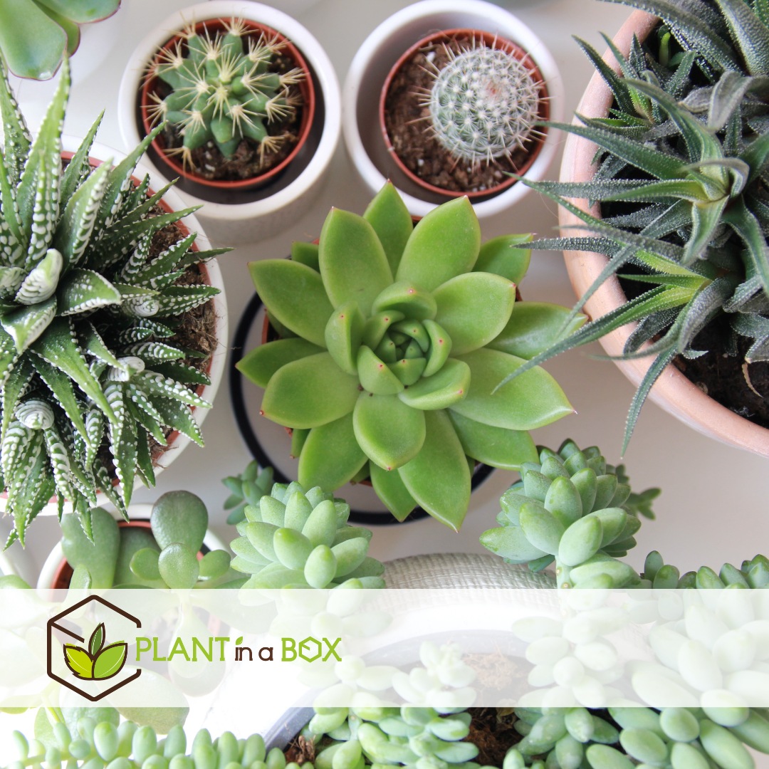Mélange de succulentes - mélange de 12 - pot 5,5cm - hauteur 5-10cm