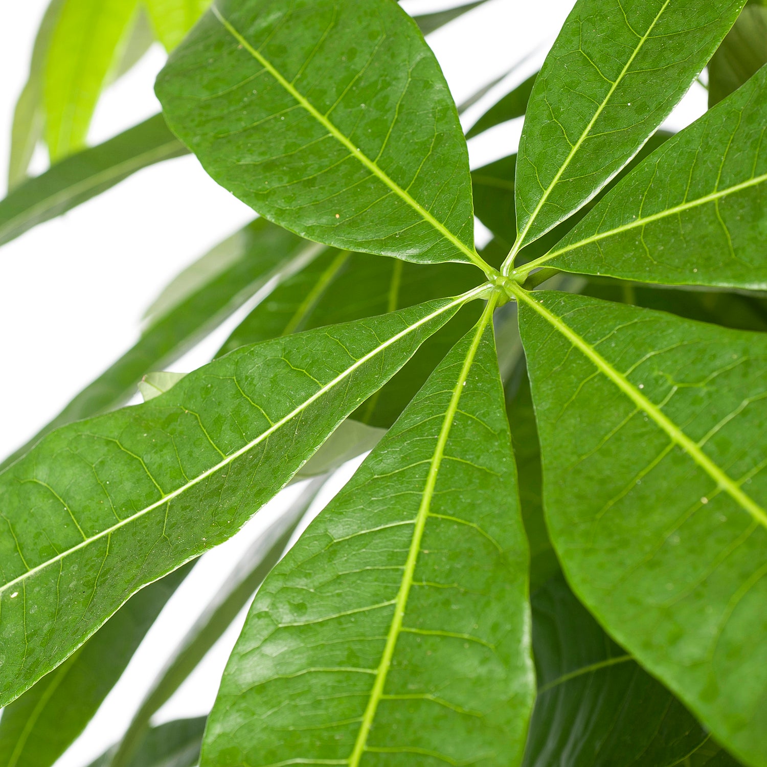 Geldboom (Pachira aquatica) D 24 H 125 cm