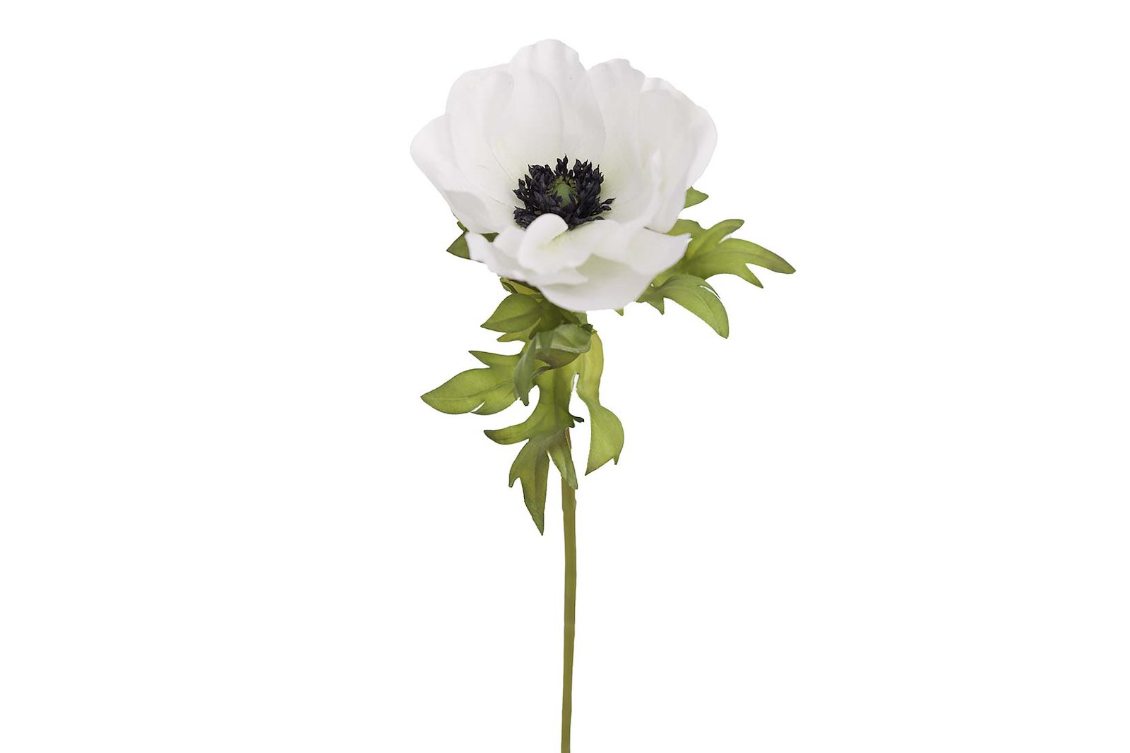 Anemone stilkblomst Grønn/Hvit. H43 cm