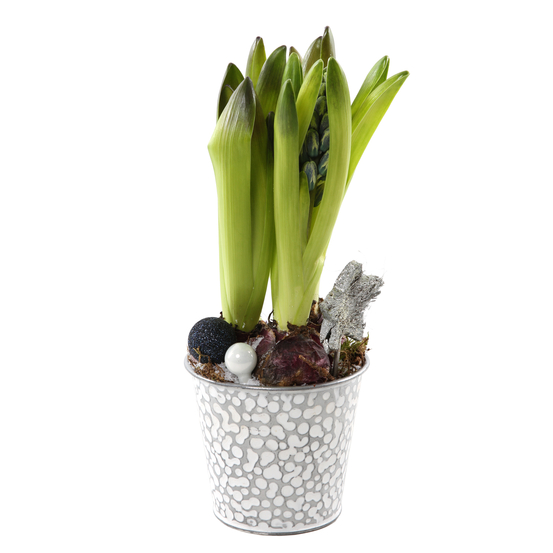 Jacinthe x3 - pot décoration montagne de D12 cm