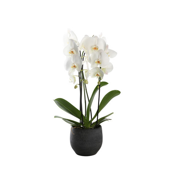 Orchidée Phalaenopsis blanche en cascade 2 tiges - pot D.13 cm