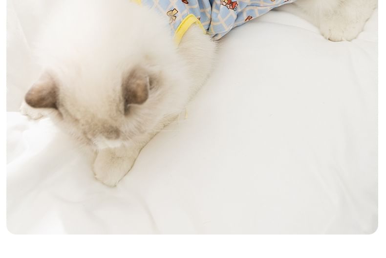 Cissilli - Bear Pet Recovery Top