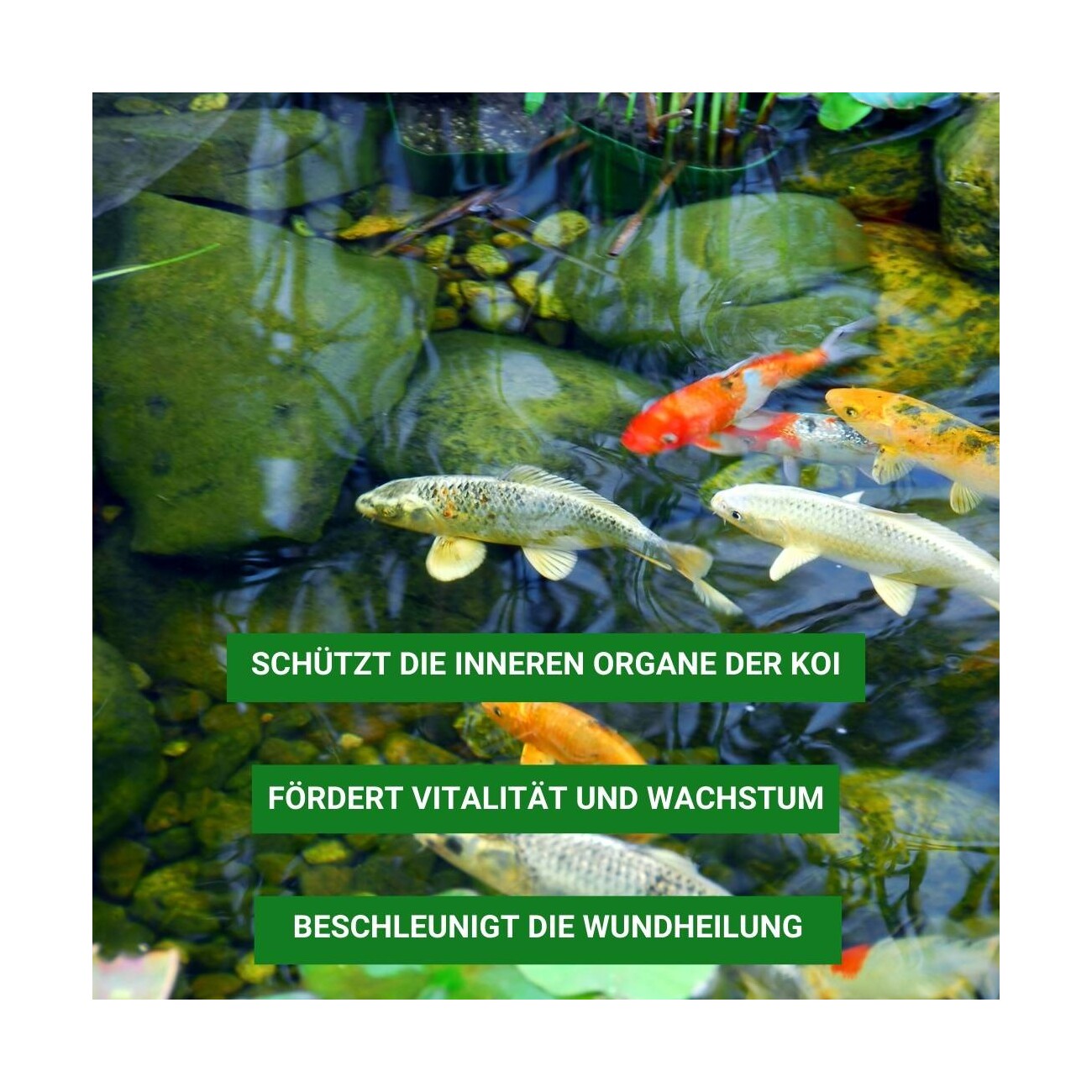 Aqua-Cereal Milchsäure & Kräuter 5 L.