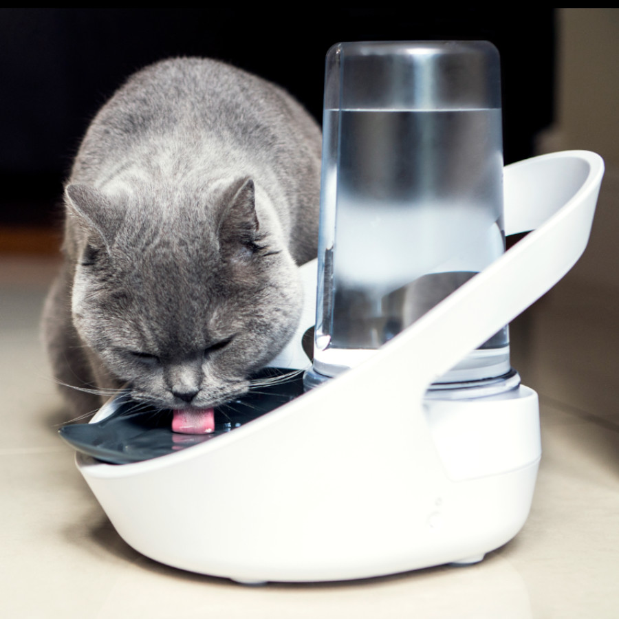 Dispensador de água automático Sure Petcare Felaqua Connect para gatos