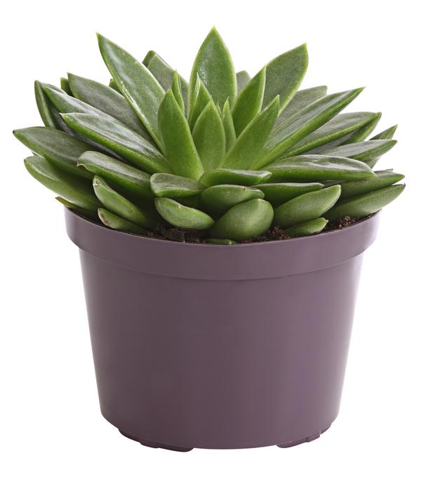 Echeverie - Echeveria Hybride, verschiedene