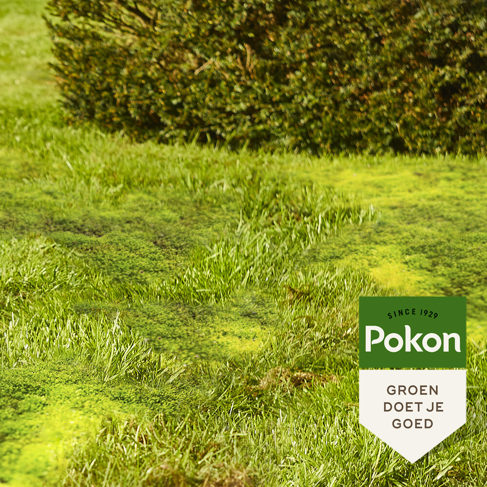 Pokon Mos Weg voor 100 m2 3,5 kg
