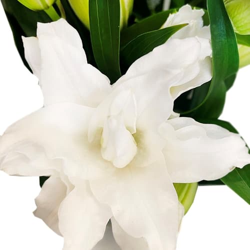 bluums. Lilien weiß