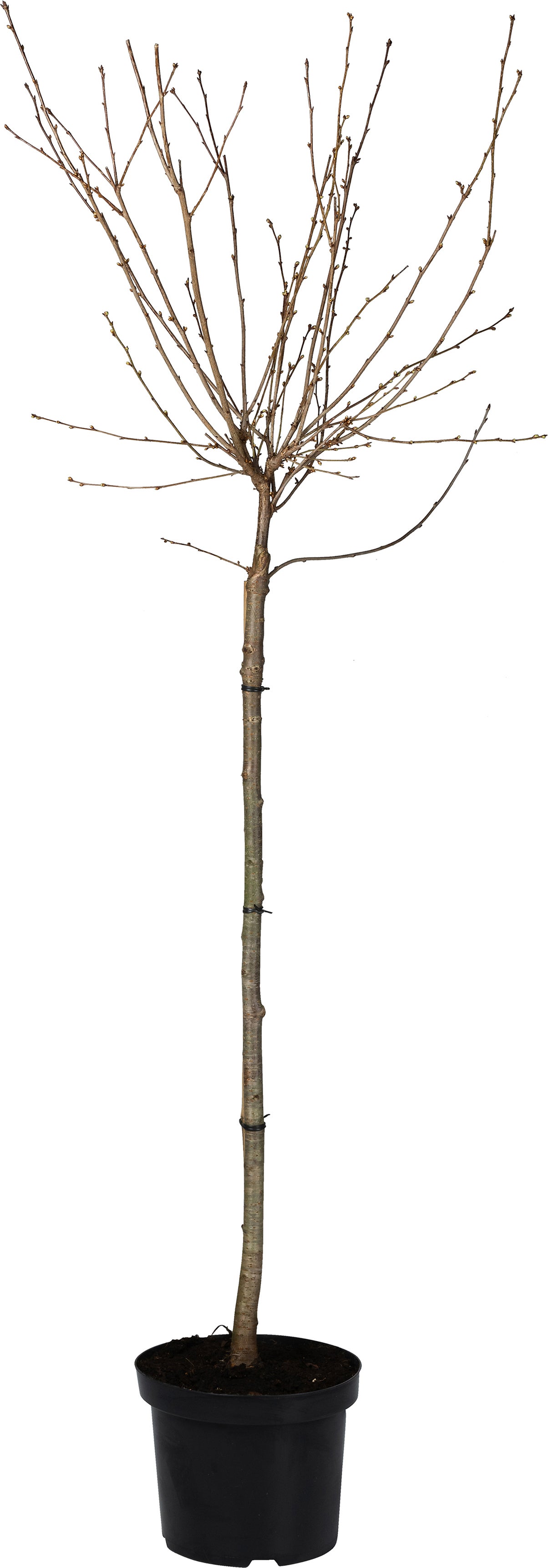 Sierkers op stam (Prunus 'Okame') D 27 H 90 cm