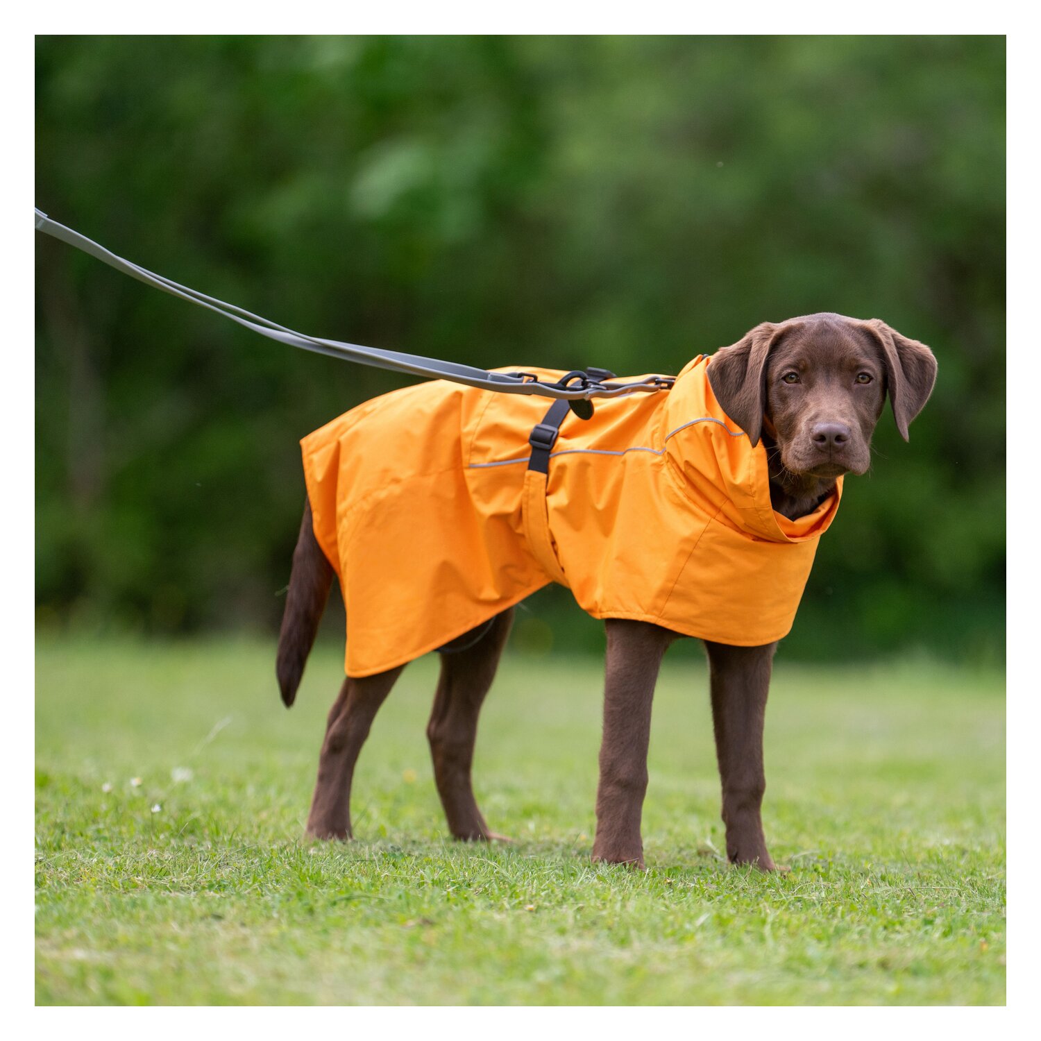 pawberry Hunde-Regenmantel Pleven  - orange