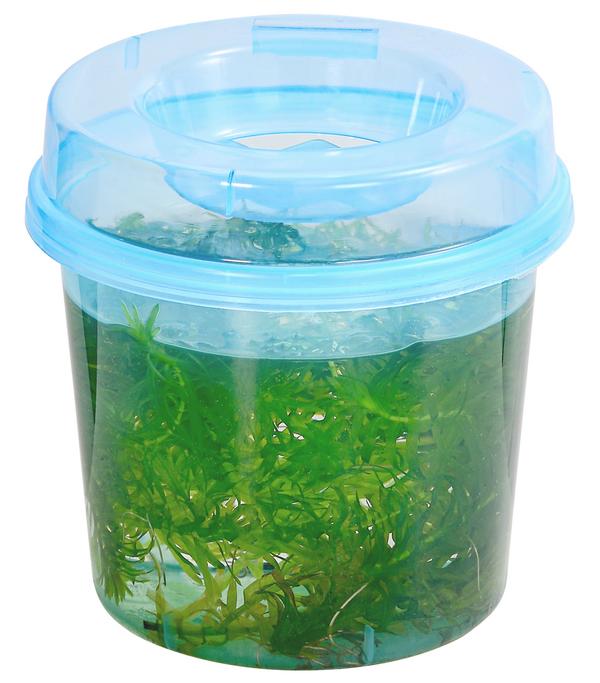 Dichtblättrige Wasserpest