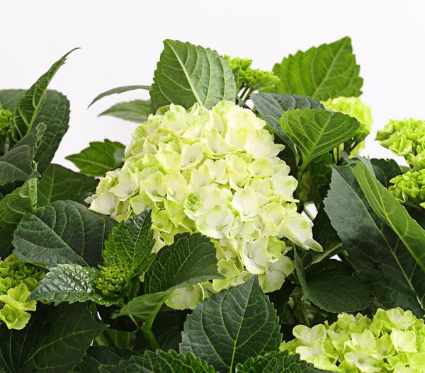 Bauern-Hortensie, ca. 30-40 cm