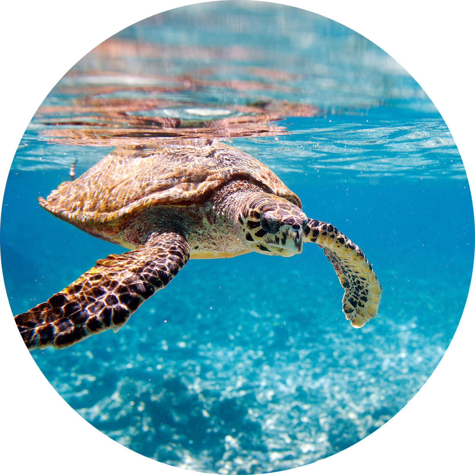 Fototapete DESIGNWALLS 2.0 - blau-braun - Schildkröte - 1,4 Meter