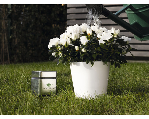 Lucky Plant Plant Strengthener Poeder 400g incl. maatlepel