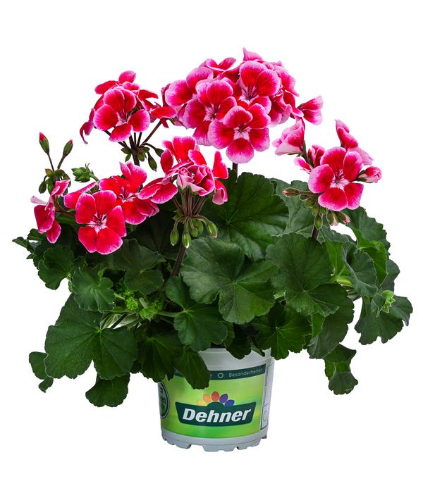Geranie 'Smokey Ylenia'