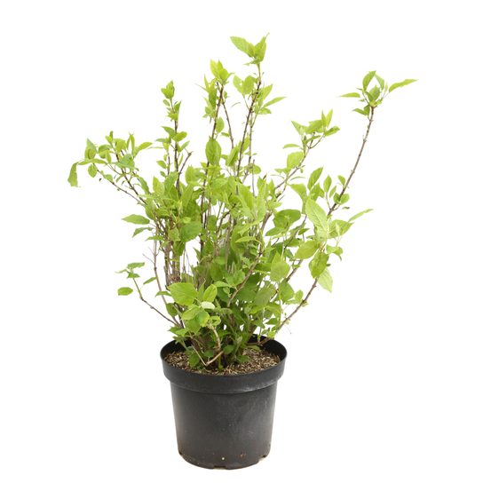 Hydrangea arborescens 'Annabelle', ctr 10 L