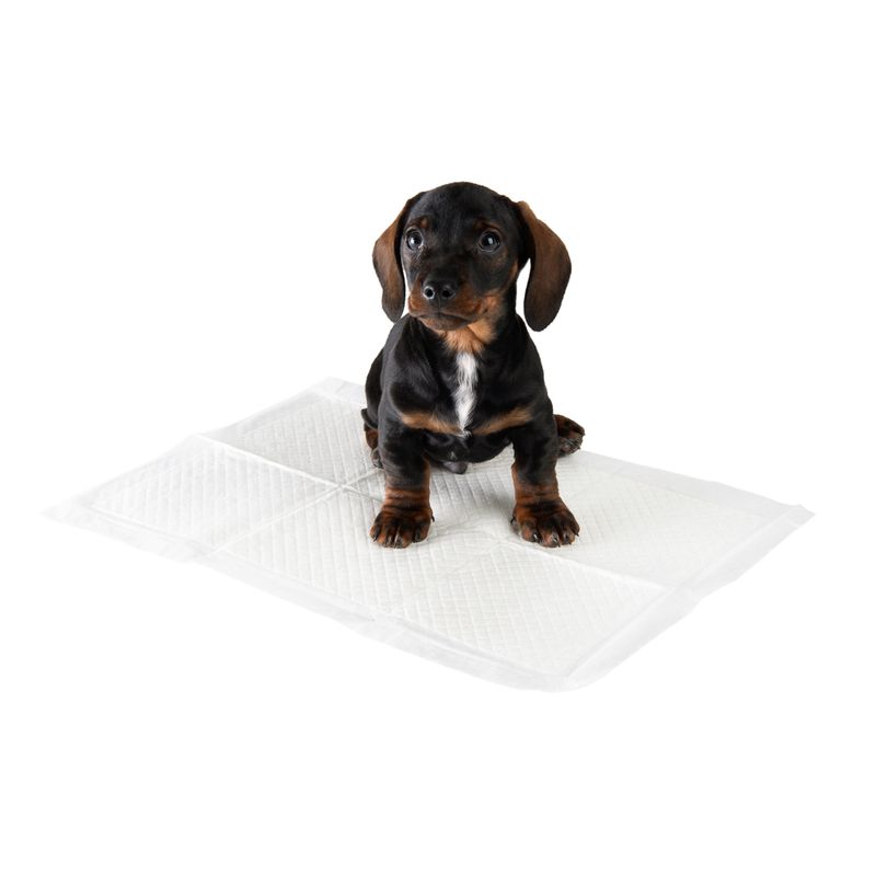 Alèses de propreté zooplus pour chiot