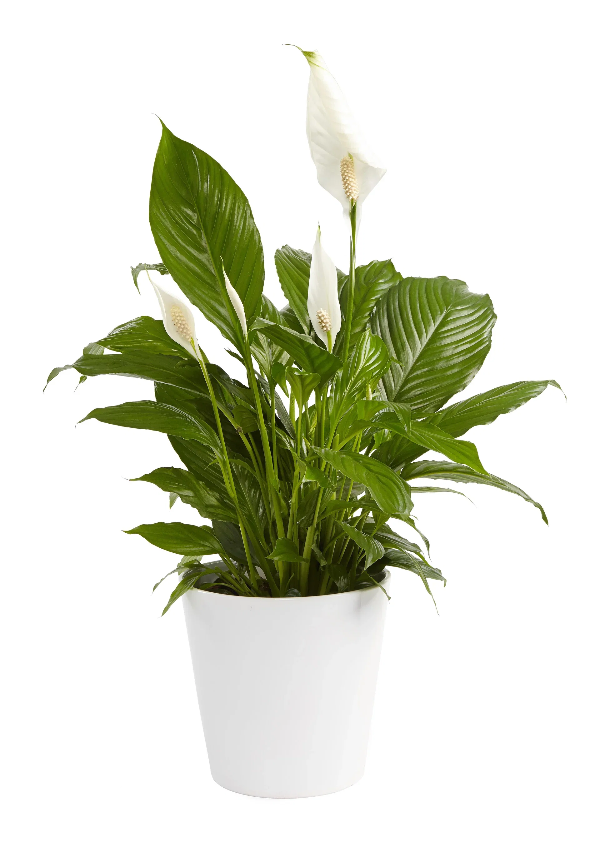 Spathiphyllum 'Verdi' Fredslilje 'Verdi' Høyde 70 cm