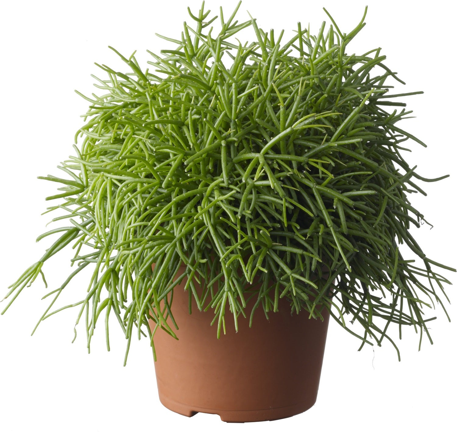 Rotskoraal (Rhipsalis paradoxa) D 20 H 60 cm