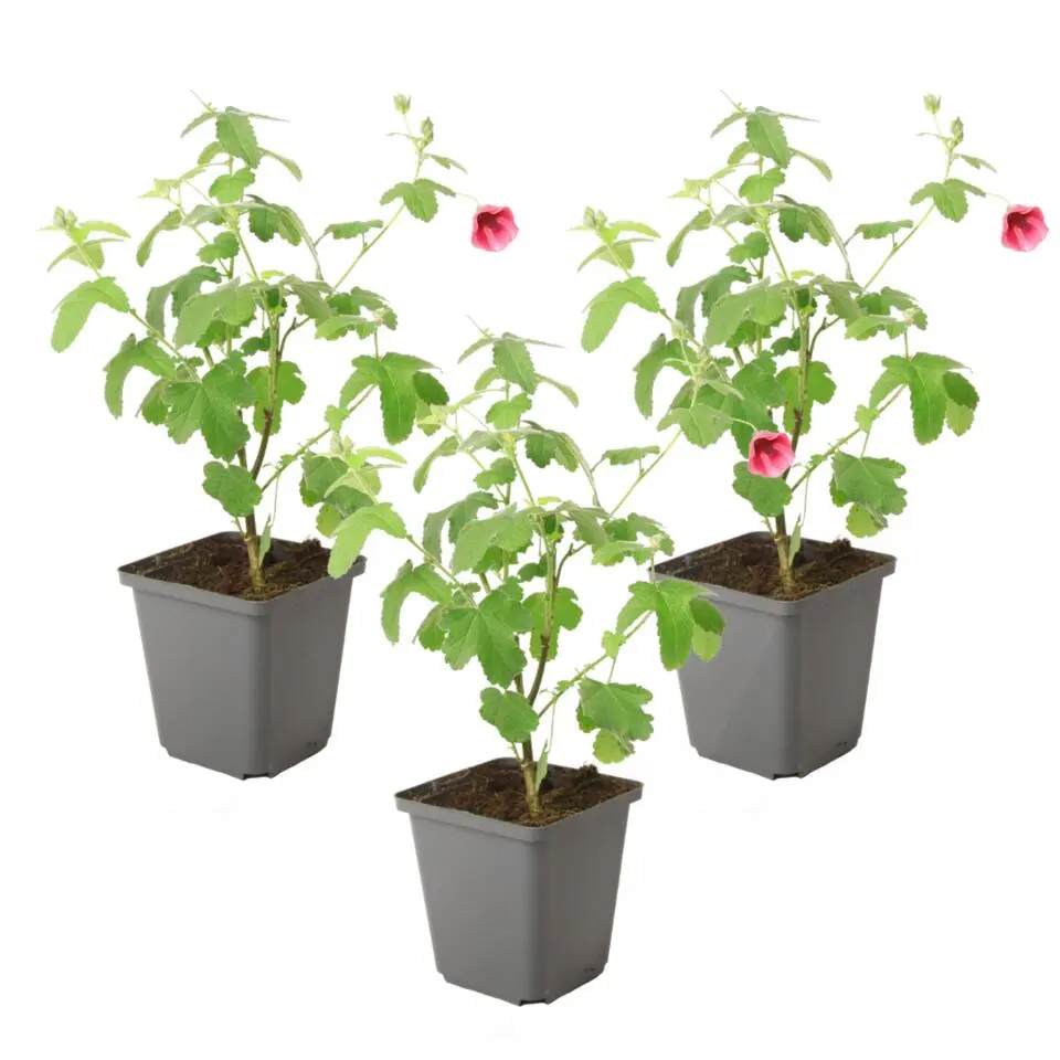Kaapse malva - Set van 3 - Anisodontea capensis El Rayo - Hoogte 25-40cm - ⌀9cm