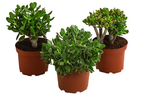Dickblatt - Crassula cultivars, verschiedene