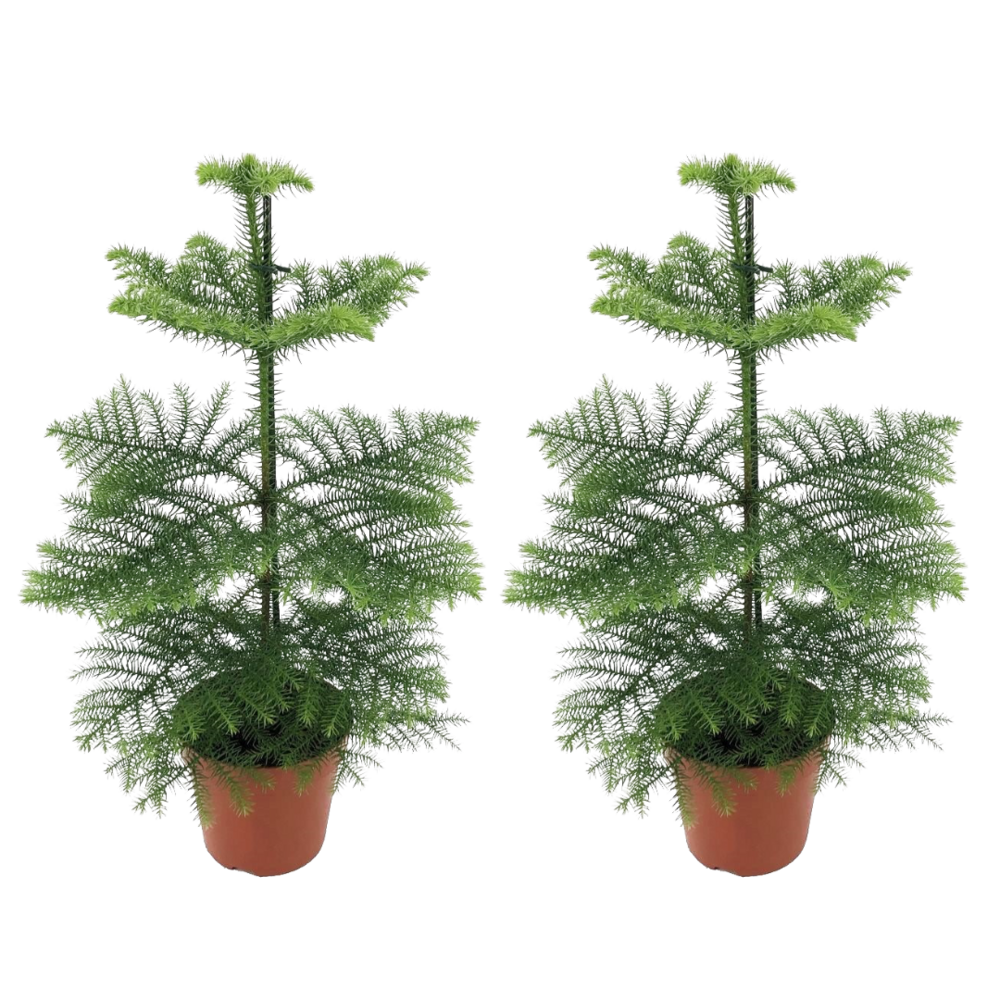 Araucaria heterophylla - x2 - pin de norfolk - pot 14cm - hauteur 45-55cm