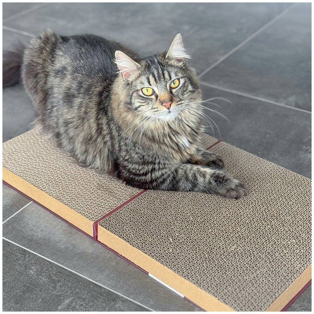Canadian Cat Company Kratzbrett Das Kratzbuch