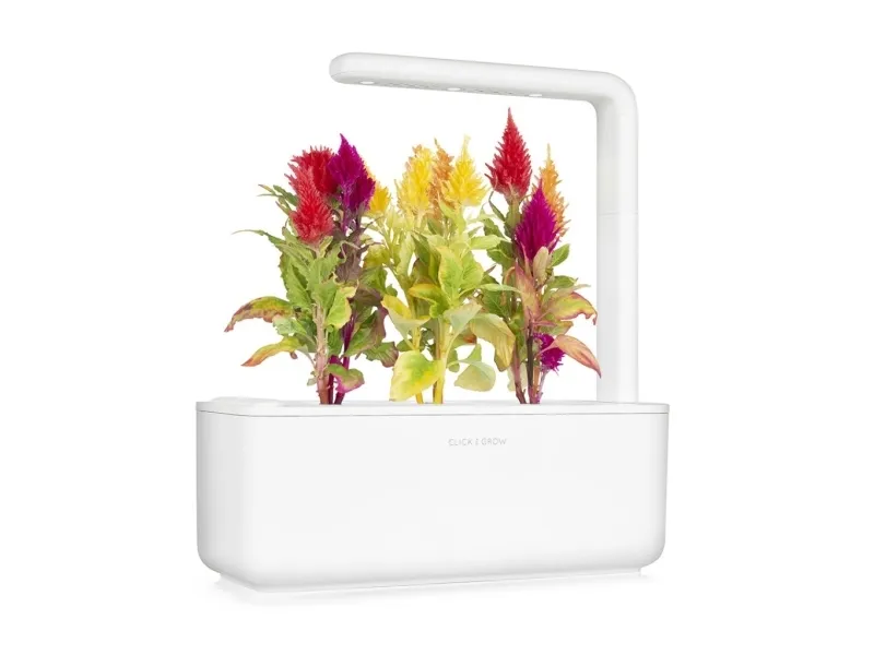 Click and Grow Smart Garden Refill 3-pack - Cockscomb