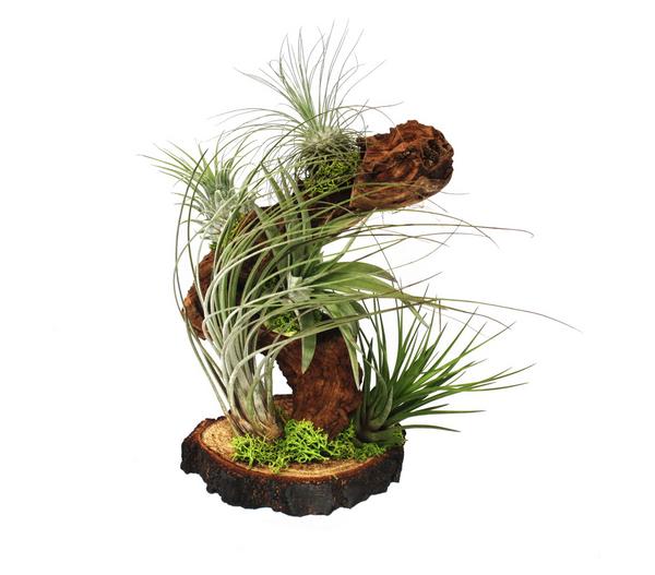 Tillandsien-Arrangement auf Wurzelbaum -