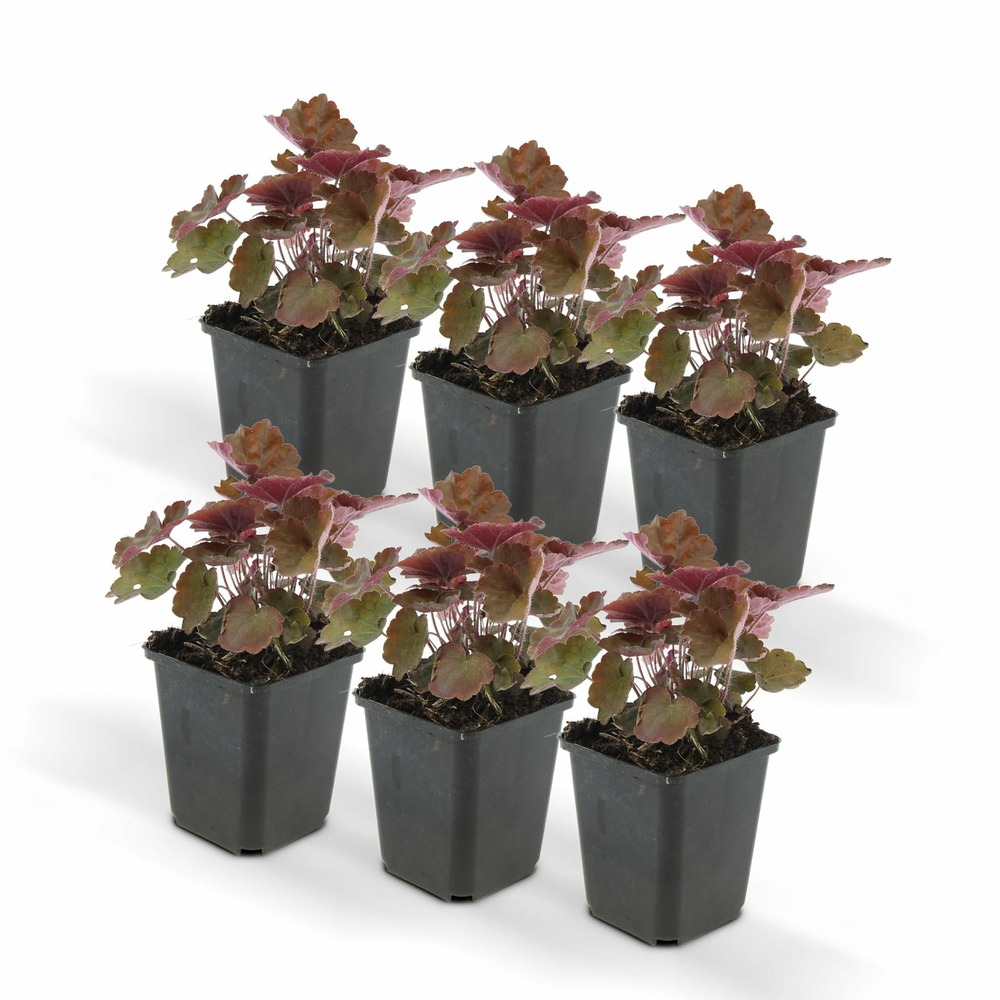 Heuchera mic. 'palace purple'