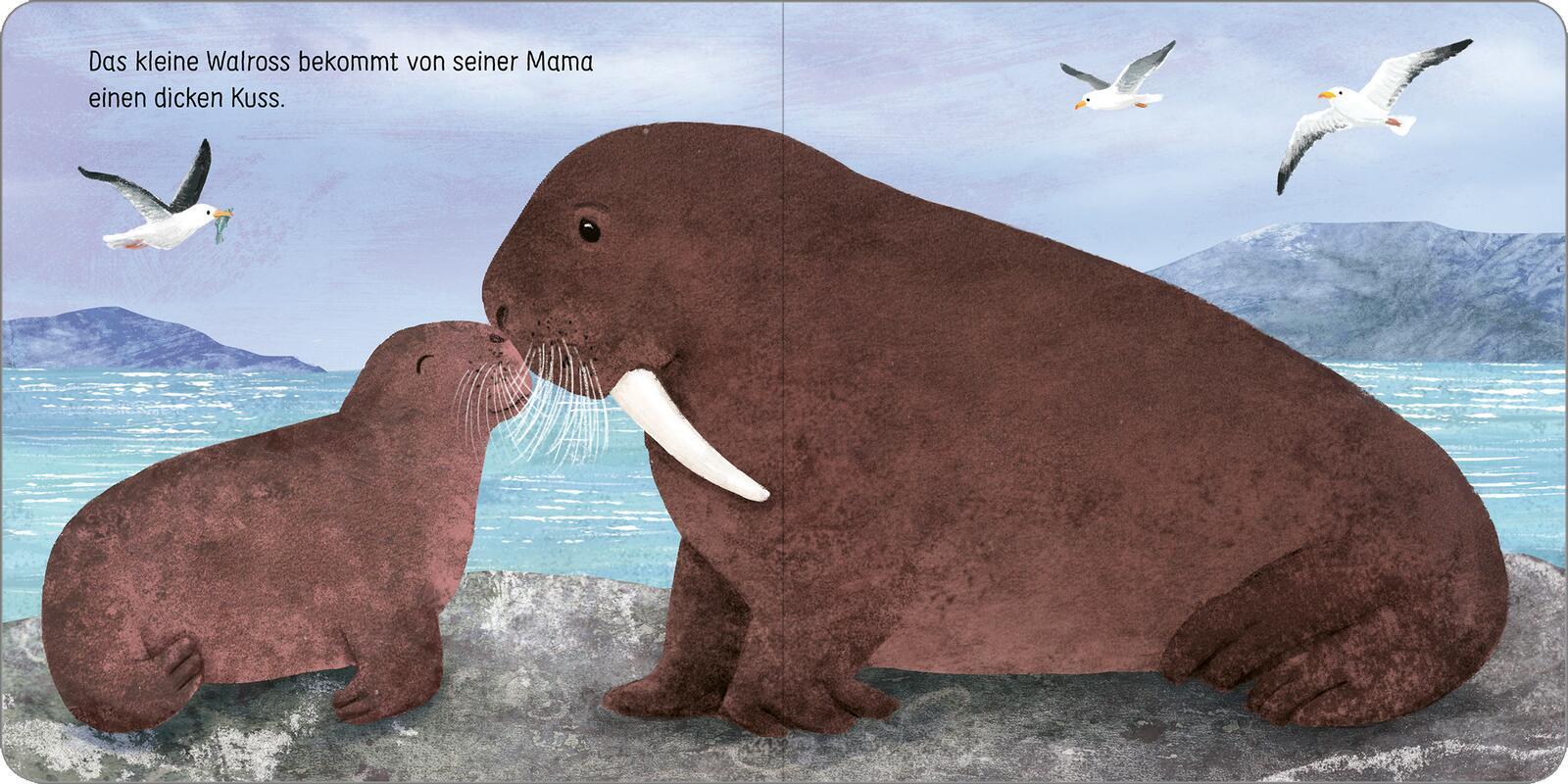 Komm kuscheln, kleine Robbe!