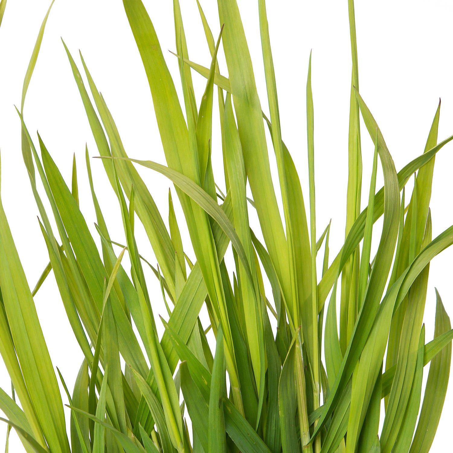 Parelgras (Melica altissima 'Atropurpurea') D 9 H 10 cm