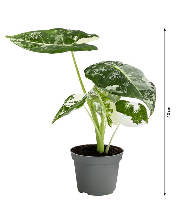 Pfeilblatt - Alocasia micholitziana 'Frydek'